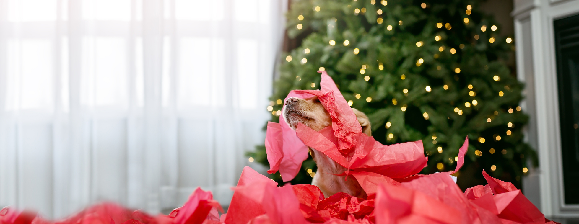 2018 PAW-liday Gift Guide